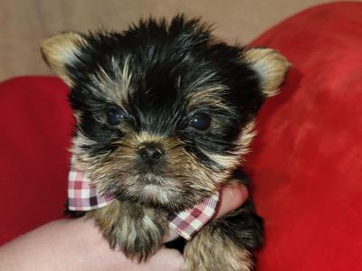 Exceptional Quality IKC Registered Yorkshire Terrier puppies in Dublin