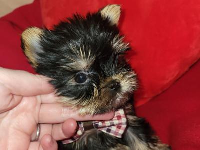 Exceptional Quality IKC Registered Yorkshire Terrier puppies in Dublin