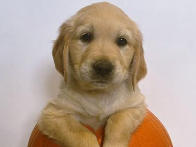 IKC Registered(Pending) Champion Pedigree purebred Golden Retriever puppies in Wexford