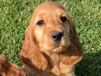 Cocker Spaniel puppies in Tipperary