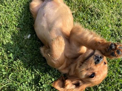 Cocker Spaniel puppies in Tipperary