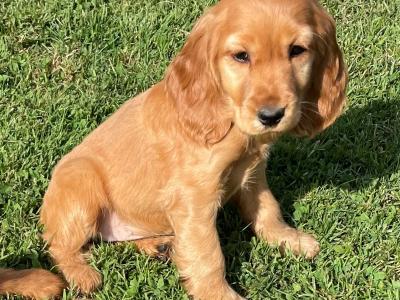 Cocker Spaniel puppies in Tipperary