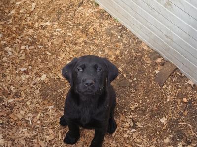 Purebred Labrador puppies in Limerick