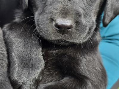 Purebred Labrador puppies in Limerick