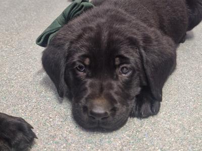 Purebred Labrador puppies in Limerick