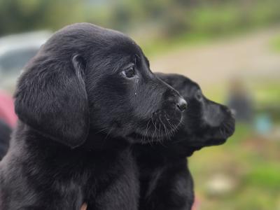 Purebred Labrador puppies in Limerick