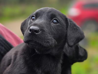 Purebred Labrador puppies in Limerick
