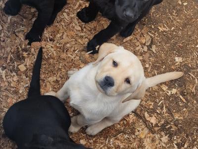 IKC Registered Labrador for stud in Limerick
