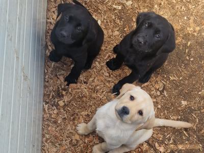 IKC Registered Labrador for stud in Limerick