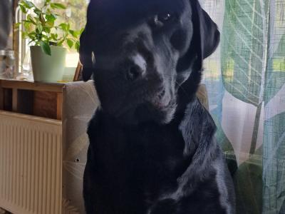 IKC Registered Labrador for stud in Limerick
