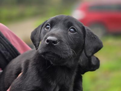 IKC Registered Labrador for stud in Limerick