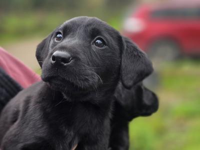 IKC Registered Labrador for stud in Limerick