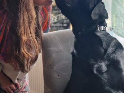 IKC Registered Labrador for stud in Limerick