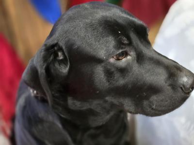 IKC Registered Labrador for stud in Limerick