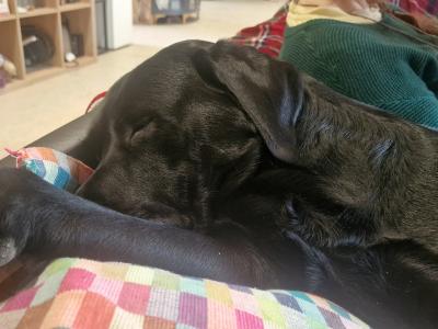 IKC Registered Labrador for stud in Limerick