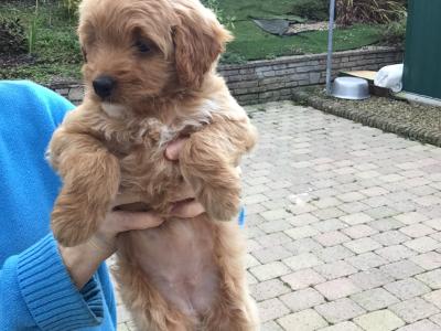 Rare Toy Bernedoodle puppies in Fermanagh for Rehoming