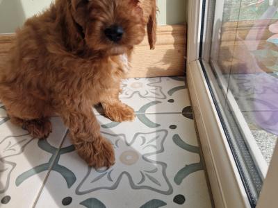 Cockapoo puppies in Wexford