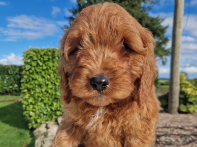 Cockapoo puppies in Wexford