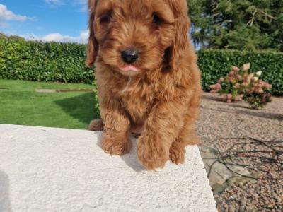 Cockapoo puppies in Wexford