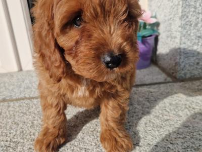 Cockapoo puppies in Wexford