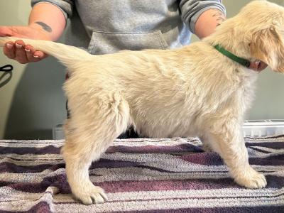 IKC Registered Champion Pedigree purebred Golden Retriever puppies in Wexford