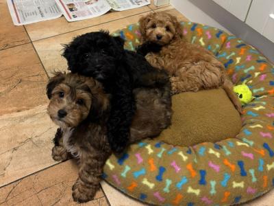Jackapoo puppies, 1 girl left!! (Jack Russell x Red Toy Poodle) in Cork