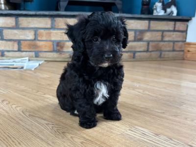 Jackapoo puppies, 1 girl left!! (Jack Russell x Red Toy Poodle) in Cork