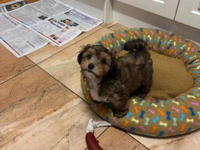 Jackapoo puppies, 1 girl left!! (Jack Russell x Red Toy Poodle) in Cork