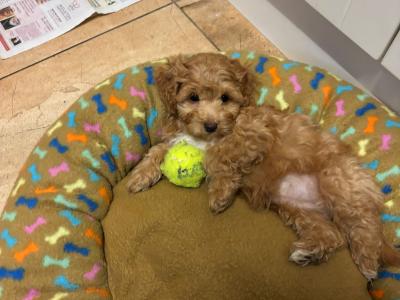 Jackapoo puppies, 1 girl left!! (Jack Russell x Red Toy Poodle) in Cork