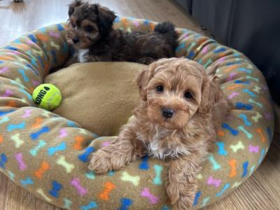 Jackapoo puppies, 1 girl left!! (Jack Russell x Red Toy Poodle) in Cork