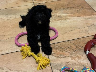 Jackapoo puppies, 1 girl left!! (Jack Russell x Red Toy Poodle) in Cork