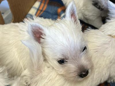 Purebred West Highland Terrier puppies in Sligo