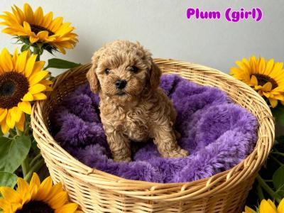 [All SOLD] Next year's Mini Maltipoo pups – taking bookings now!