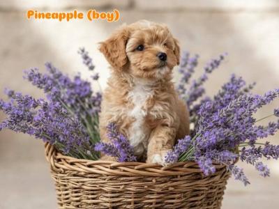 [All SOLD] Next year's Mini Maltipoo pups – taking bookings now!