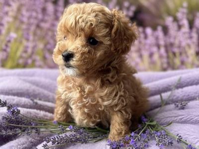 Miniature Maltipoo puppies in Donegal – ready for Their Forever homes 🏡