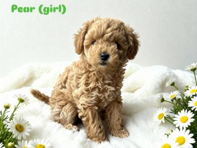 [All SOLD] Next year's Mini Maltipoo pups – taking bookings now!