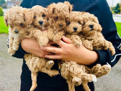 [All SOLD] Next year's Mini Maltipoo pups – taking bookings now!