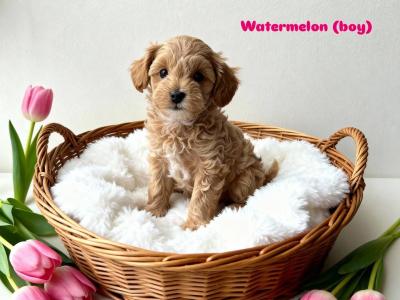 [All SOLD] Next year's Mini Maltipoo pups – taking bookings now!