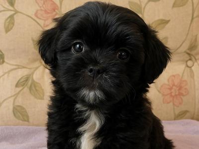 Miniature Shihpoo puppies in Carlow