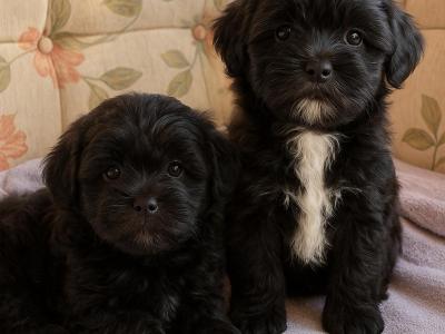 Miniature Shihpoo puppies in Carlow
