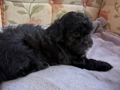 Miniature Shihpoo puppies in Carlow