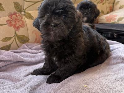 Miniature Shihpoo puppies in Carlow