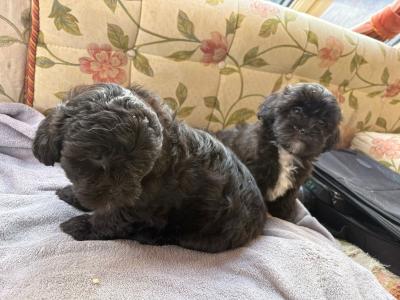 Miniature Shihpoo puppies in Carlow