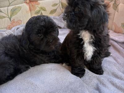 Miniature Shihpoo puppies in Carlow