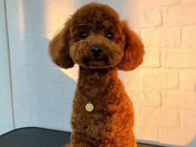 Proven IKC Toy Poodle stud ā āMarsā