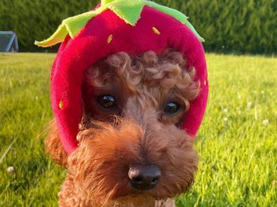 Proven IKC Toy Poodle stud — “Mars”