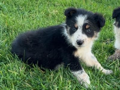 Border Collie puppies in Wicklow