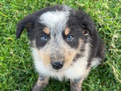 Border Collie puppies in Wicklow