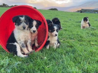 Border Collie puppies in Wicklow