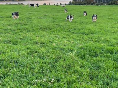 Border Collie puppies in Wicklow